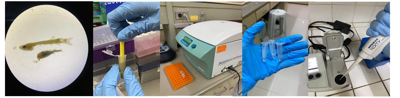 Overview of steps in the optimized protocol for DNA extraction of milkfish fry gut. (Image credit: University of the Philippines Visayas Project Team)