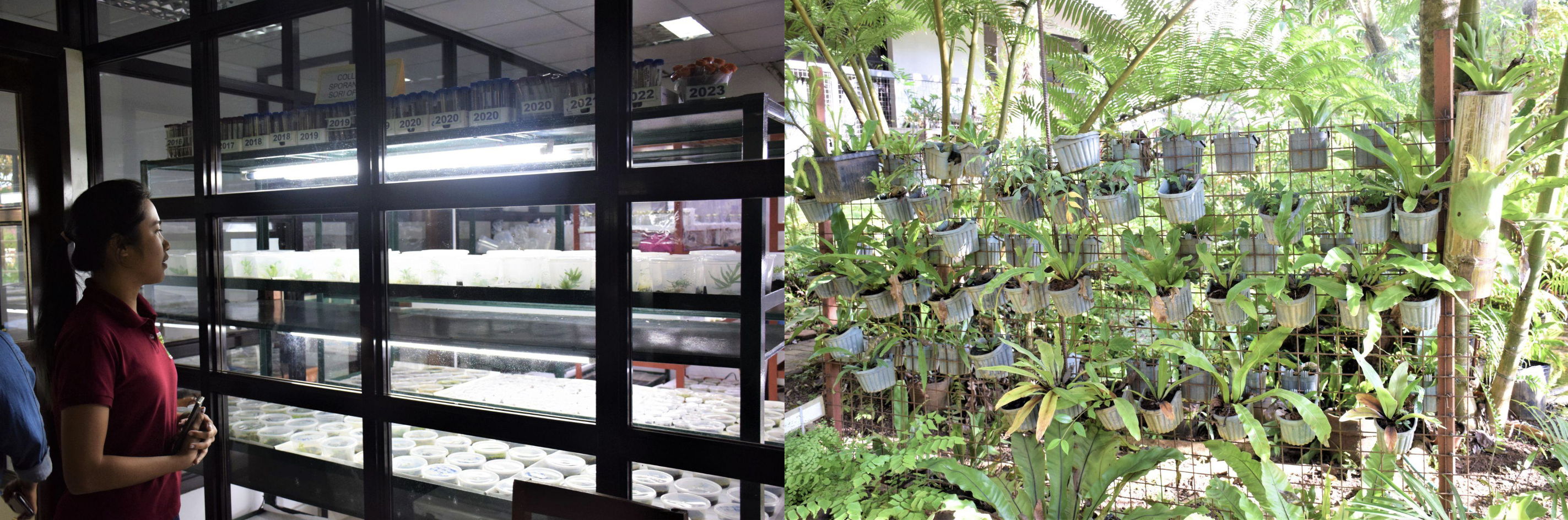 (L) Ms. Mescel Ascola, CMU project staff, showcasing CEBREM’s Fern Laboratory which is composed of hundreds of collected spores in the field; (R) Ferns outplanted from the laboratory and is located in CMU Fernery. (Image Credit: FERD, DOST-PCAARRD)