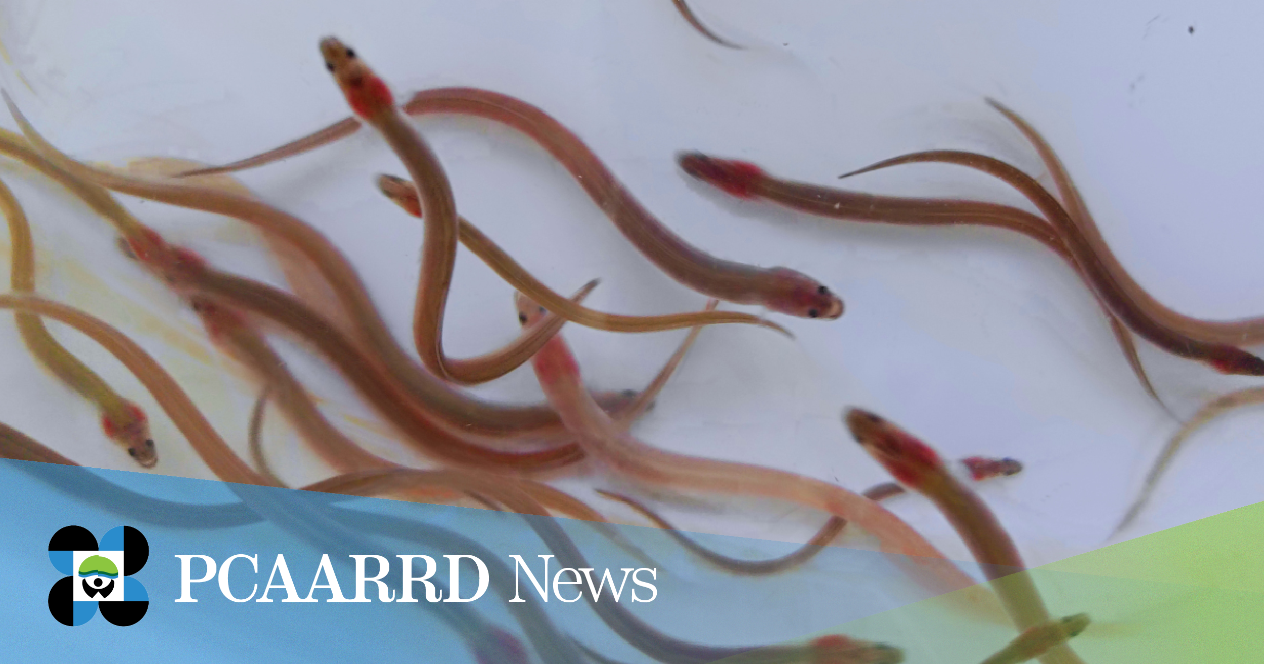 UP Visayas and DOST-PCAARRD attain significant breakthroughs in developing formulated eel feeds