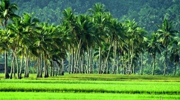 Coconut trees are part of the Bicol Region’s landscape like this area in Masbate. (Photo courtesy of Masbate.org)