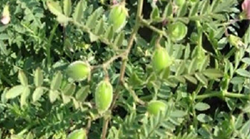 Legume of the hour: Chickpea