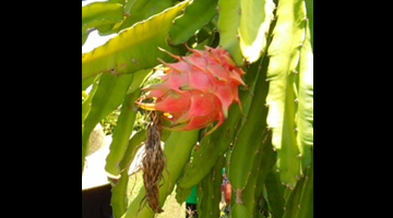 The dragon fruit, locally known in Ilocos as saniata. (Photo by Raymond Carl M. Dela Cruz)