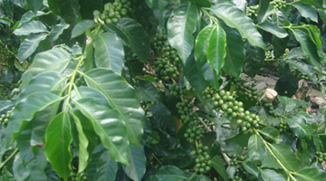 Green berries of arabica coffee.