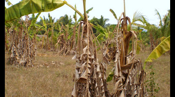 Diseased banana plants.