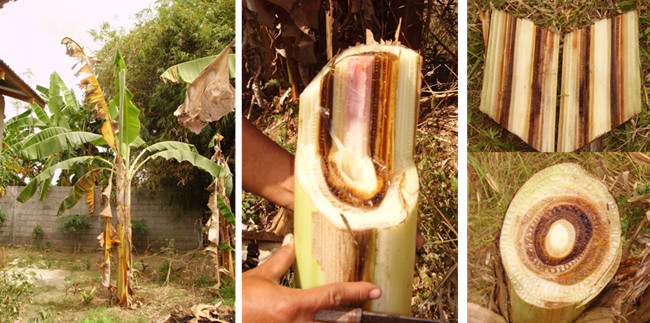 Yellowing of leaves and discoloration of the vascular tissues are some signs of Panama disease infection.