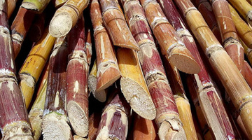 Sweet prospects for sugarcane from PCAARRD. (Photo source: http://www.flickr.com/photos/rufino_uribe/212125878/ |Date= |Author=[http://www.flickr.com/people/rufino_uribe/ Rufino Uribe] |Permission=Free content lic)