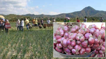 The field day in Vintar. Inset: Agbayani’s onions.