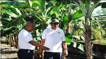 Dr. Biley Temanel (left), Project Leader of the Collaborative Banana RDE Program, and CVARRD Consortium Director Dr. Gumpal show off the Bongulan and Lakatan banana during the farmers’ field day.