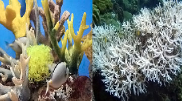 Healthy corals (left photo) versus bleached corals (right photo).