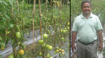 MS Gelises Ladores and his STBF on off-season tomato.