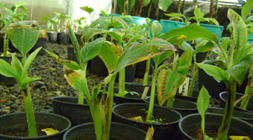 BBTV-infected banana plants.