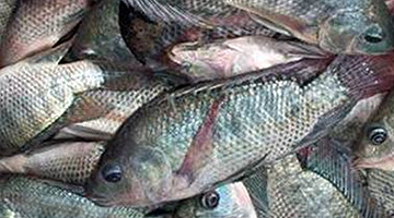 The Nile tilapia