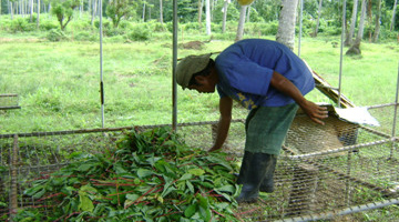 Best practice. Wilting of the freshly cut cassava leaves to reduce hydrocyanic acid content.