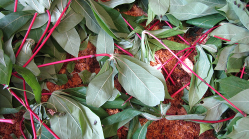 Cassava leaf meal with concentrate.