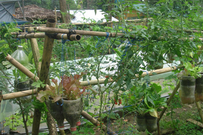 Various organic vegetables in the vertical garden at the Villegas Organic and Hobby Farm Complex.