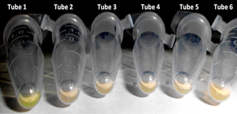 Processed DNA extract from tissue samples are tested for specificity. The green-colored tube indicate positive control.