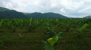 Field stand of three-month old lakatan at the Institute of Plant Breeding (IPB) Experiment Station-UPLB in Brgy. Tranca, Bay, Laguna. (Photo by Olivia P. Damasco, IPB-UPLB)