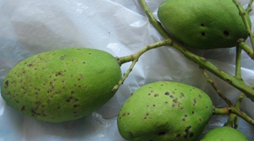 Kurikong-infested 'Carabao' mango fruits harvested from a farm in Bulacan. (Photo by RMTU Project Team)