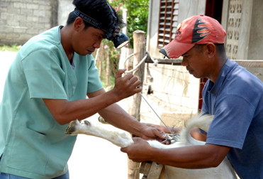 A goat undergoes artificial insemination, a breeding tool that will be used by the program for dairy goat herd build-up in the countryside.