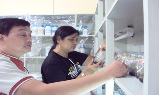 Dr. Jocelyn E. Eusebio and Dr. Juanito T. Batalon inspect the tissue-cultured abaca plantlets at BUCAF Tissue Culture Laboratory, Guinobatan.