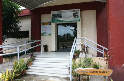 The tissue culture laboratory at WMSU, San Ramon Campus.