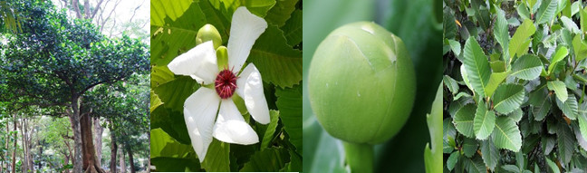 The Tree, Flower, Fruit and Leaves of  Katmon <i>(Dillenia philippinensis)</i>.