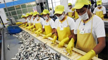 Busy hands at a sardine canning factory in Zamboanga City.