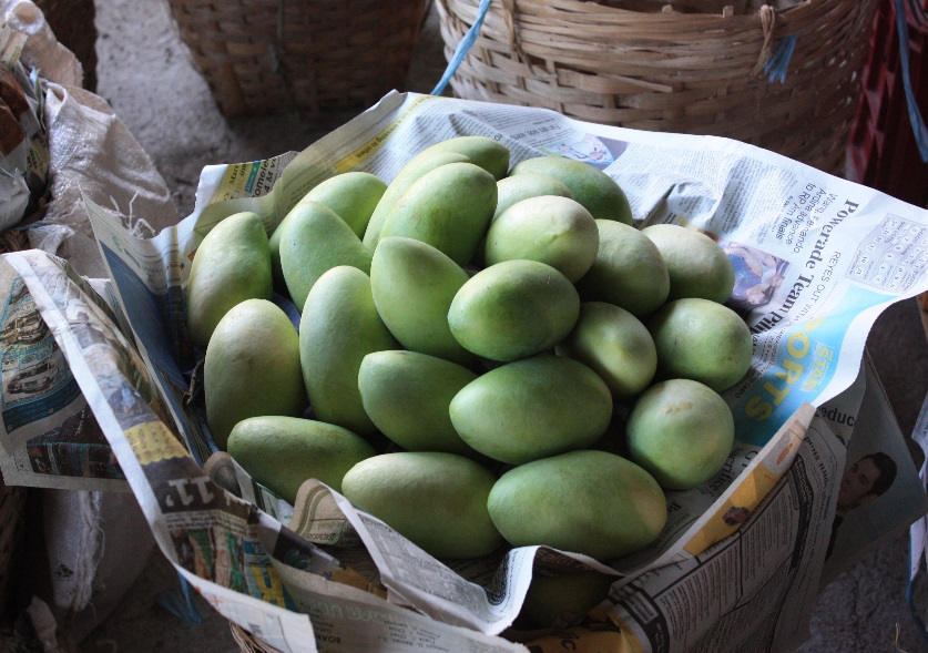 A basket full of quality mangoes (Photo by Allan B. Siano)