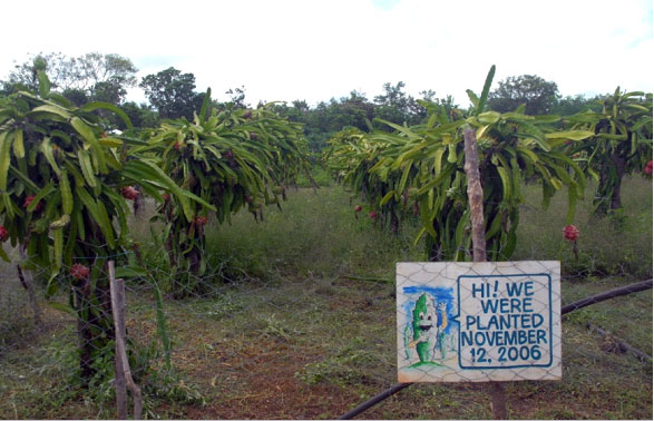 Rows of dragon fruit cacti at the REFMAD Farm in Barangay Paayas, Burgos, Ilocos Norte. (Photo by Raymond Carl M. Dela Cruz)